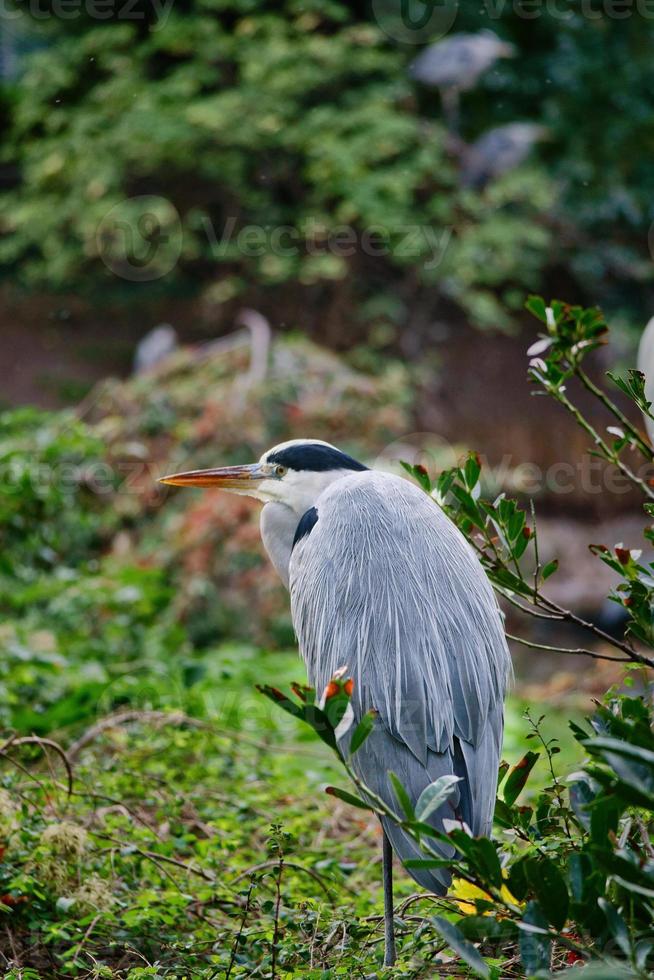 grijze reiger zit op het land en rust in de zon. een elegante jager foto