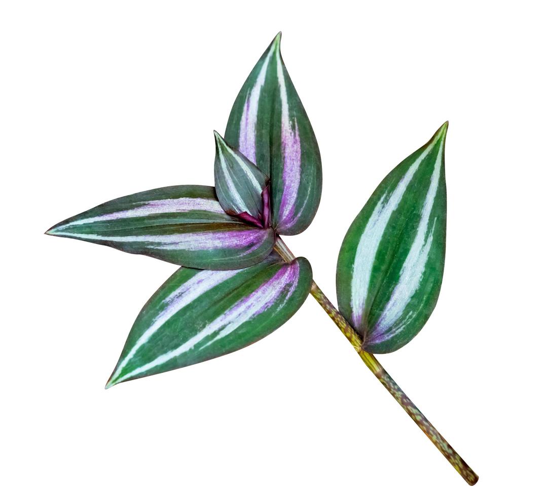 groene bladeren patroon, blad tradescantia zebrinahort of zebrina pendula of inch plant geïsoleerd op een witte achtergrond, inclusief uitknippad foto