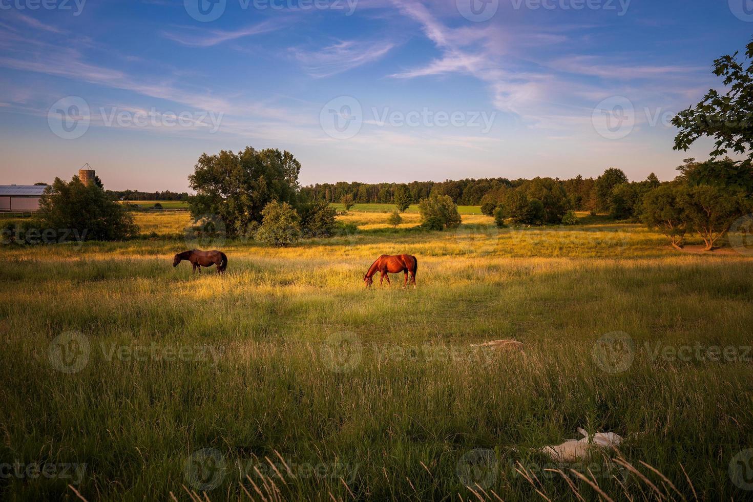 paar paarden maakt een avondwandeling door het landelijke ontario, canada foto