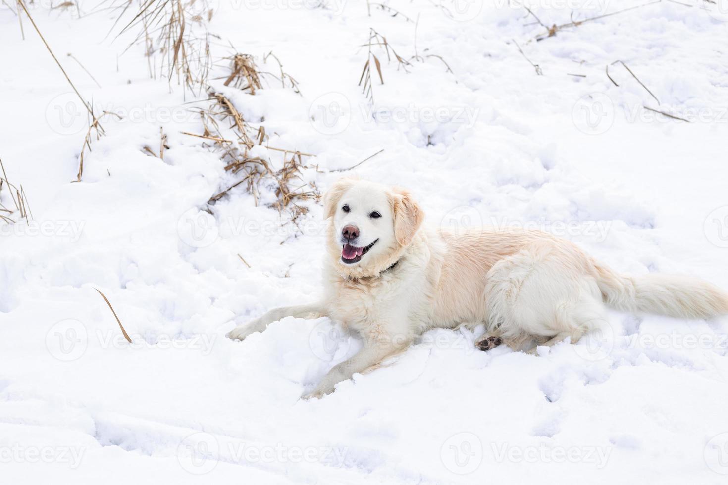 grote labrador retriever-hond in winterlandschap ligt in de sneeuw in sneeuwjacht. foto