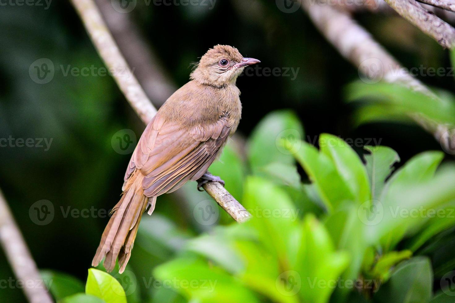 een vogel in het tropische woud van thailand zat op een tak. foto