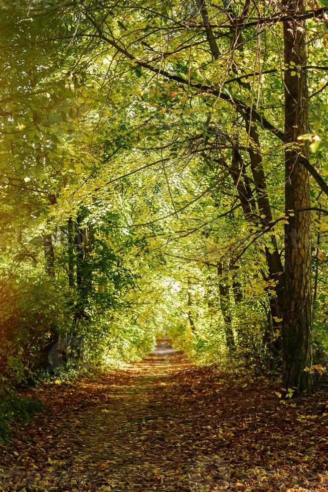 herfstweg bezaaid met bladeren foto