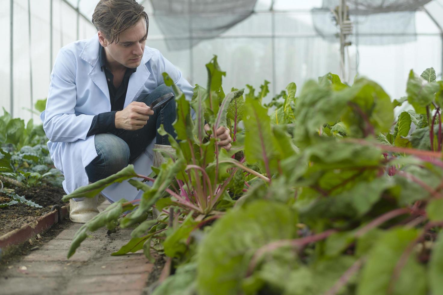 een wetenschapper man analyseert biologische groentenplanten in kas, concept van landbouwtechnologie foto