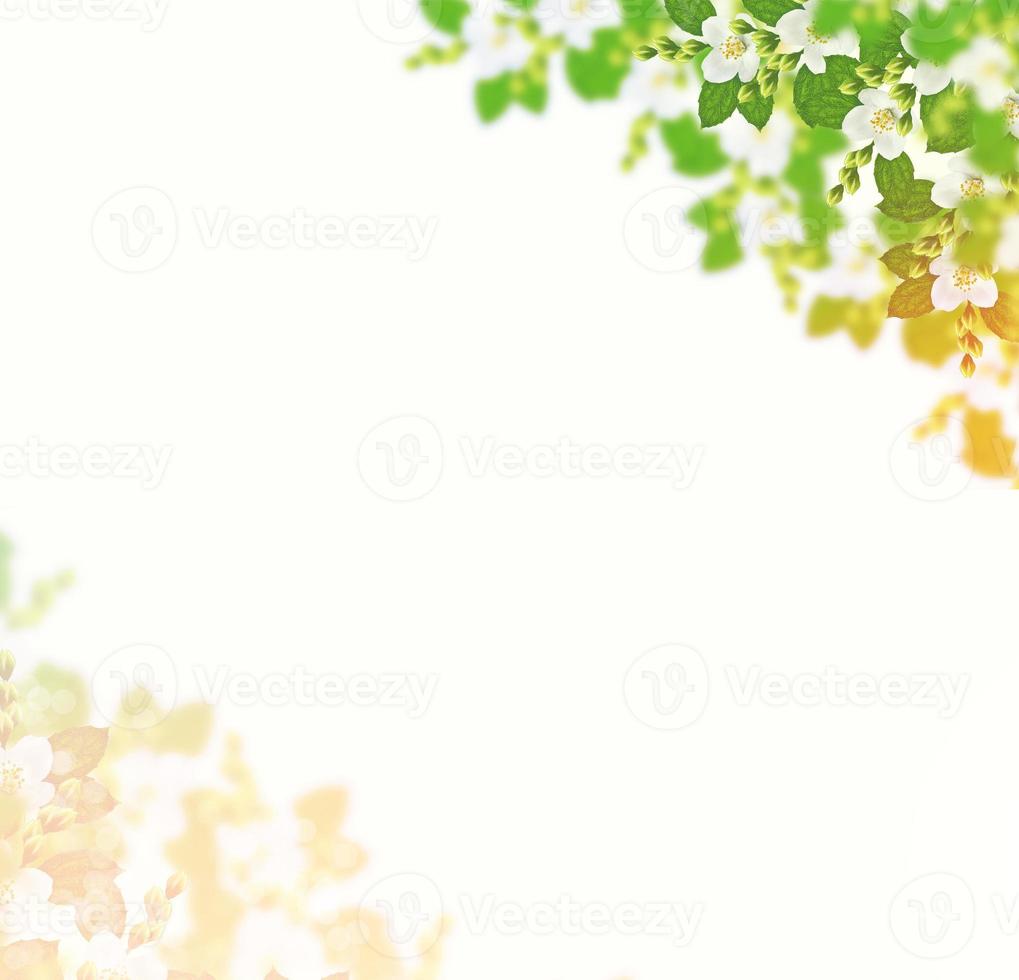 tak van jasmijn bloemen geïsoleerd op een witte achtergrond. foto