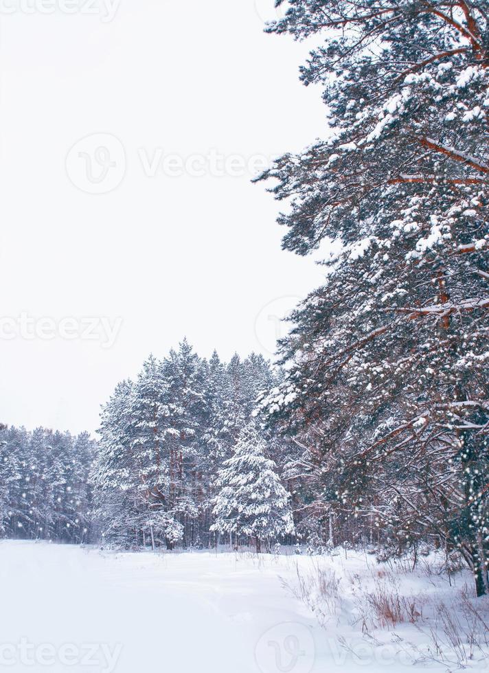 bevroren winterbos met besneeuwde bomen. foto