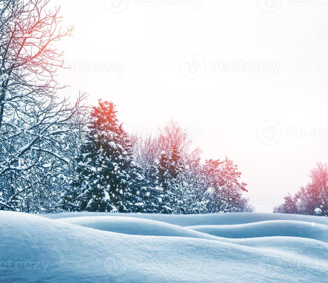 bevroren winterbos met besneeuwde bomen. foto