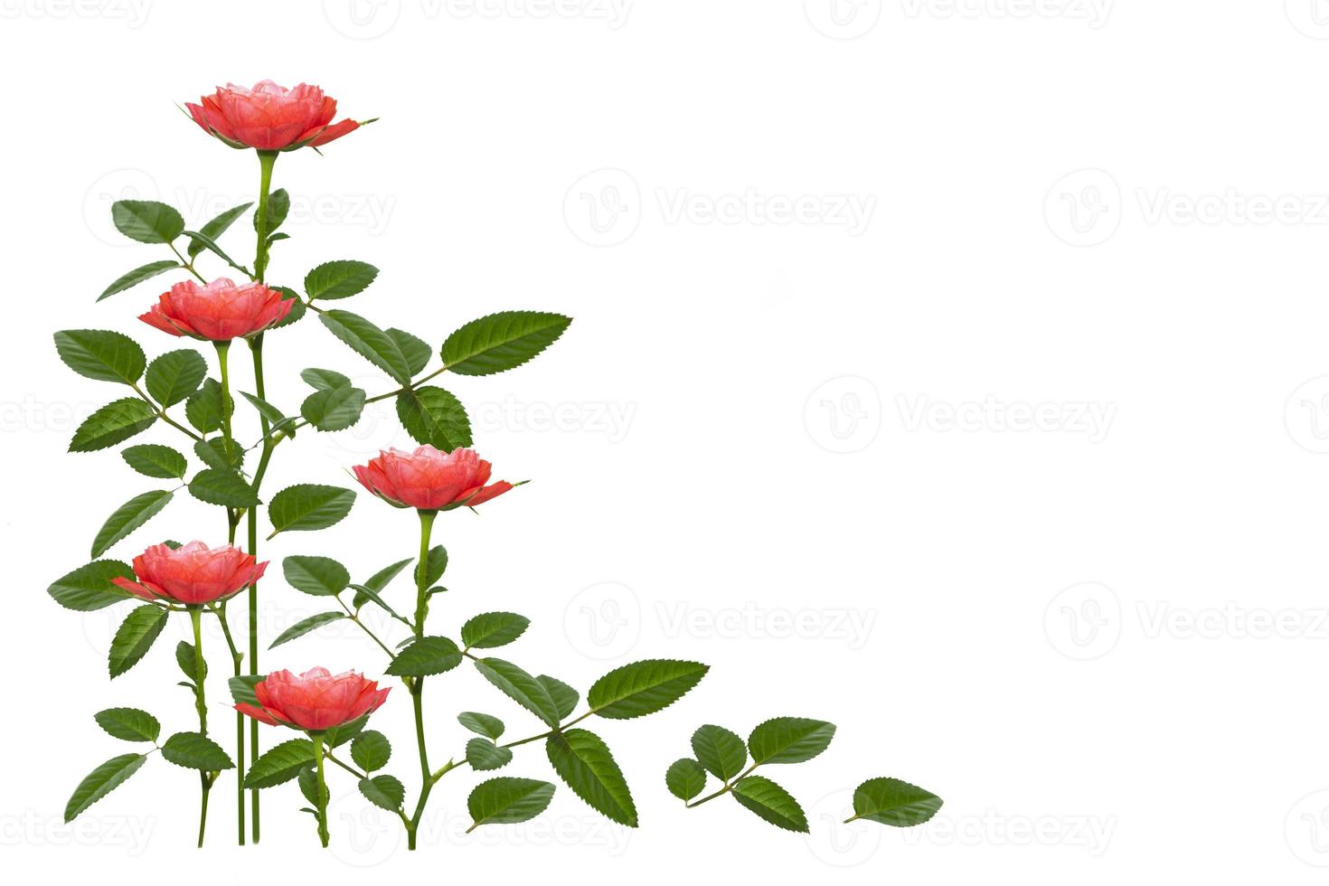 vijf rode rozen op een witte achtergrond. bloemen achtergrond foto