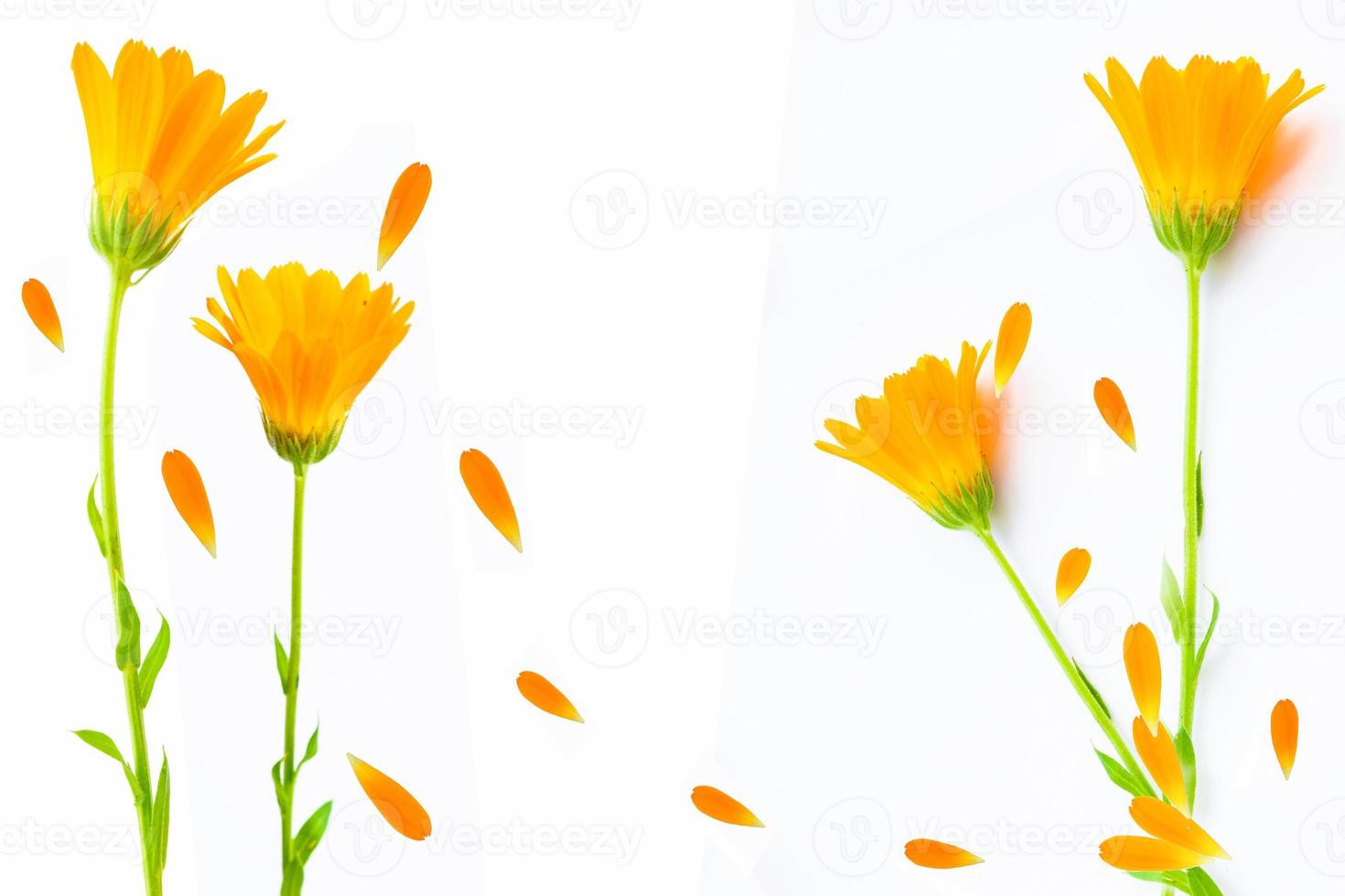 heldere goudsbloembloemen. calendula foto