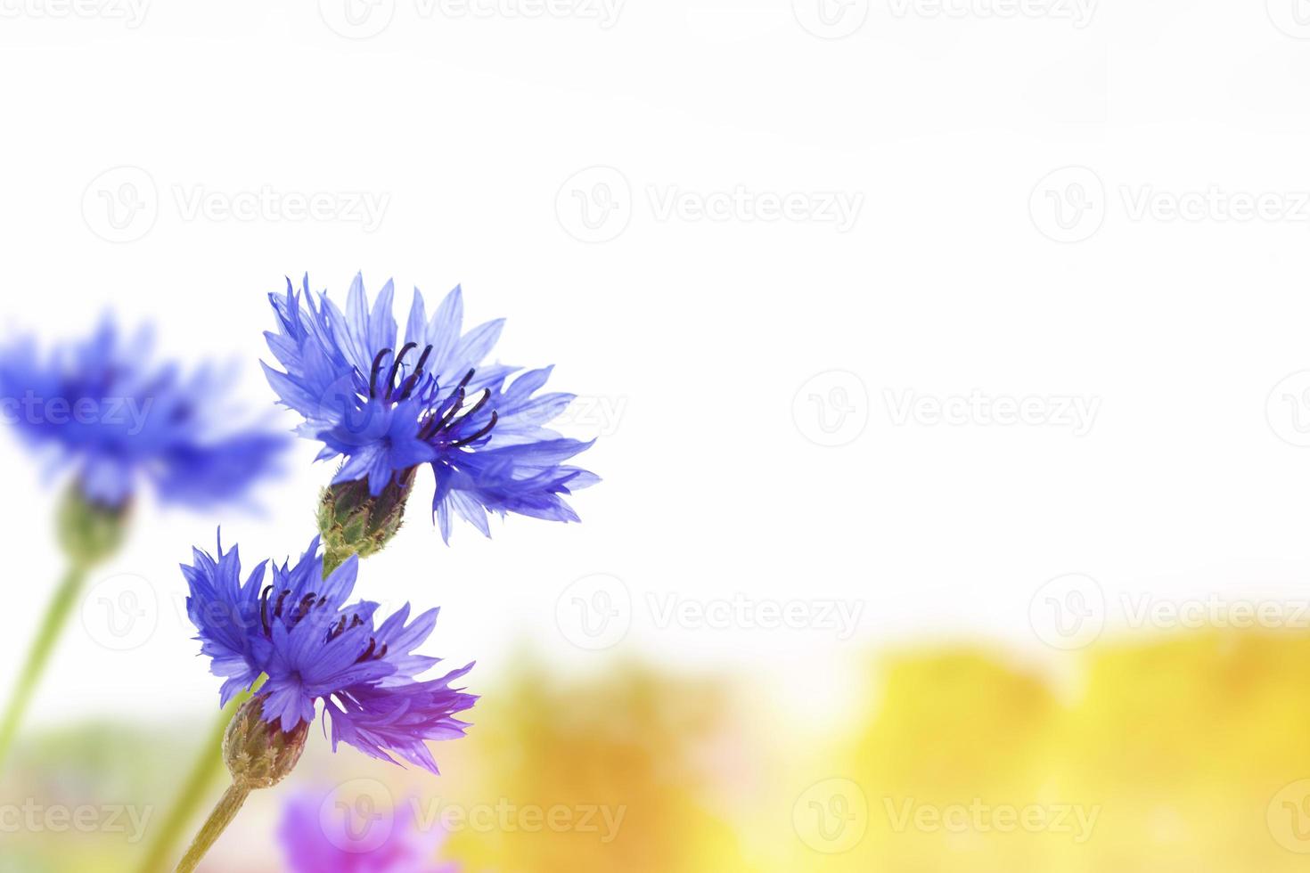 heldere kleurrijke Korenbloembloem knoopkruid, centaurea. foto