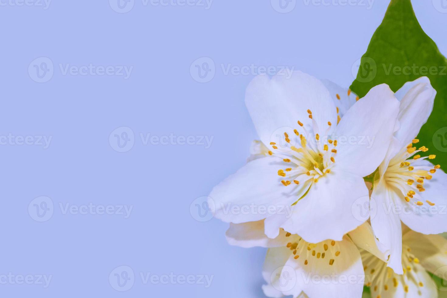 witte jasmijn de tak delicate lentebloemen foto