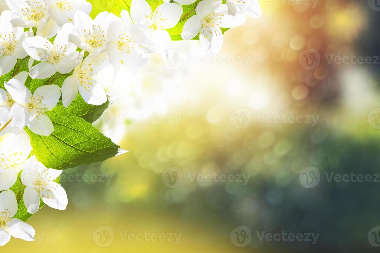 witte jasmijn de tak delicate lentebloemen foto