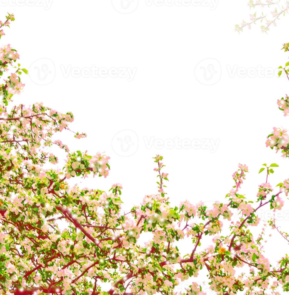 bloeiende tak van appel geïsoleerd op een witte achtergrond. foto