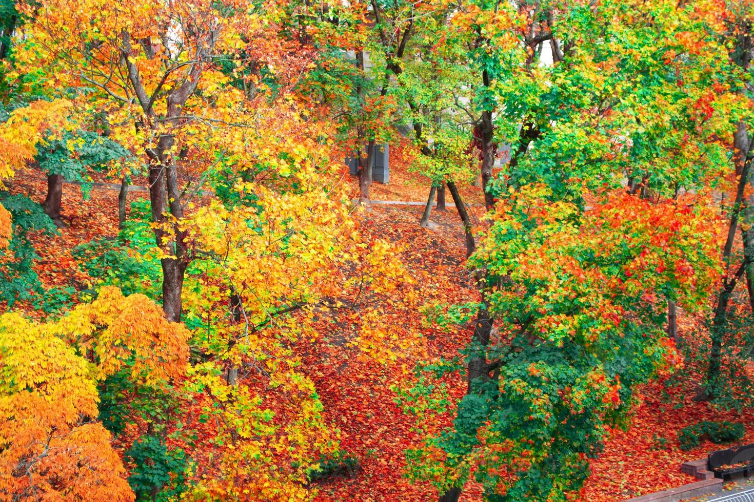 herfstlandschap met helder kleurrijk gebladerte. nazomer. foto