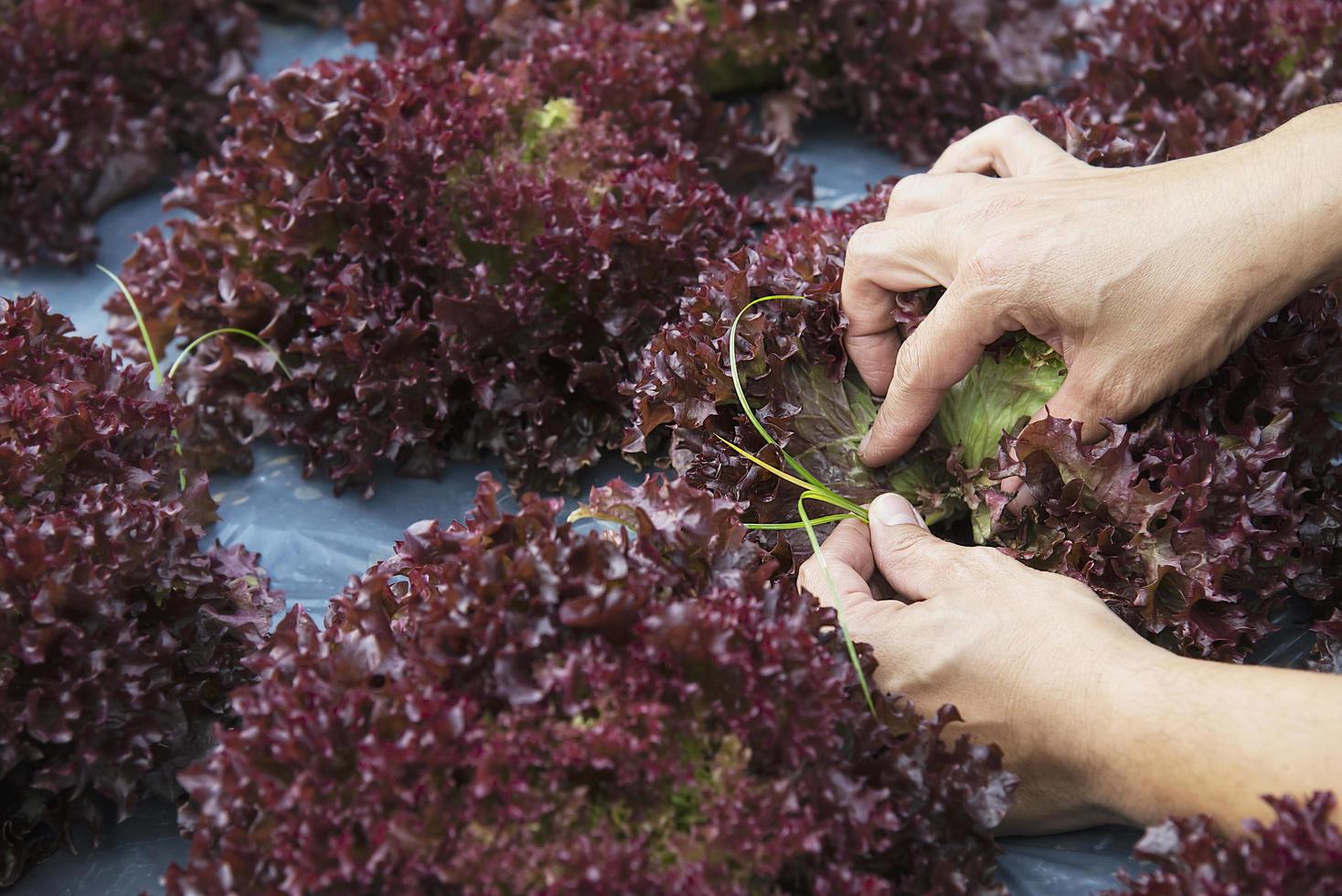 boer die wiet opruimt in zijn biologische moestuin van rood koraal tettuce foto