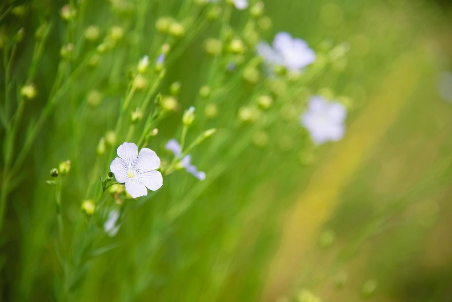 kleine witte mooie bloem met veld weide natuur bloem achtergrond foto