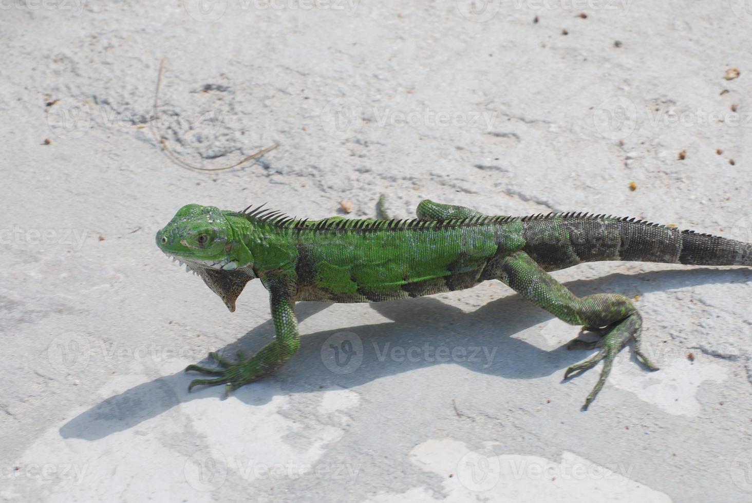 groene leguaan die over een pad op het strand loopt foto