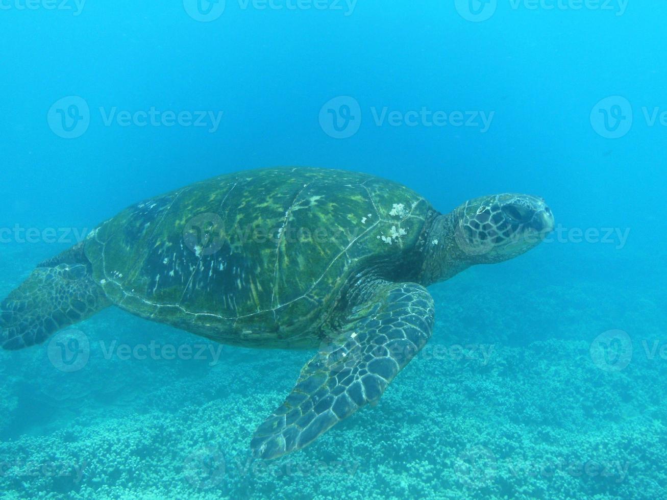 zeeschildpad die onder water zwemt foto