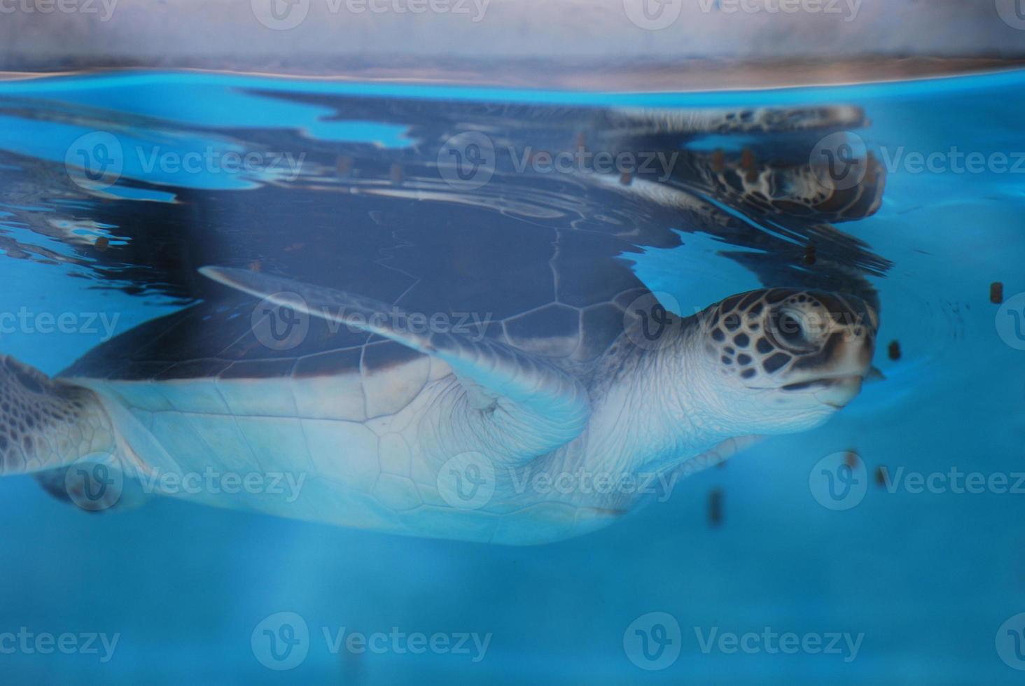 zeeschildpad baby zwemmen onder het wateroppervlak foto