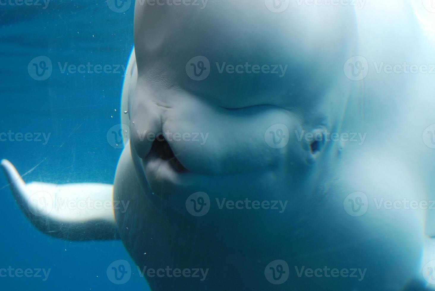 gezicht van een schattige beluga-walvis onder water in de oceaan foto
