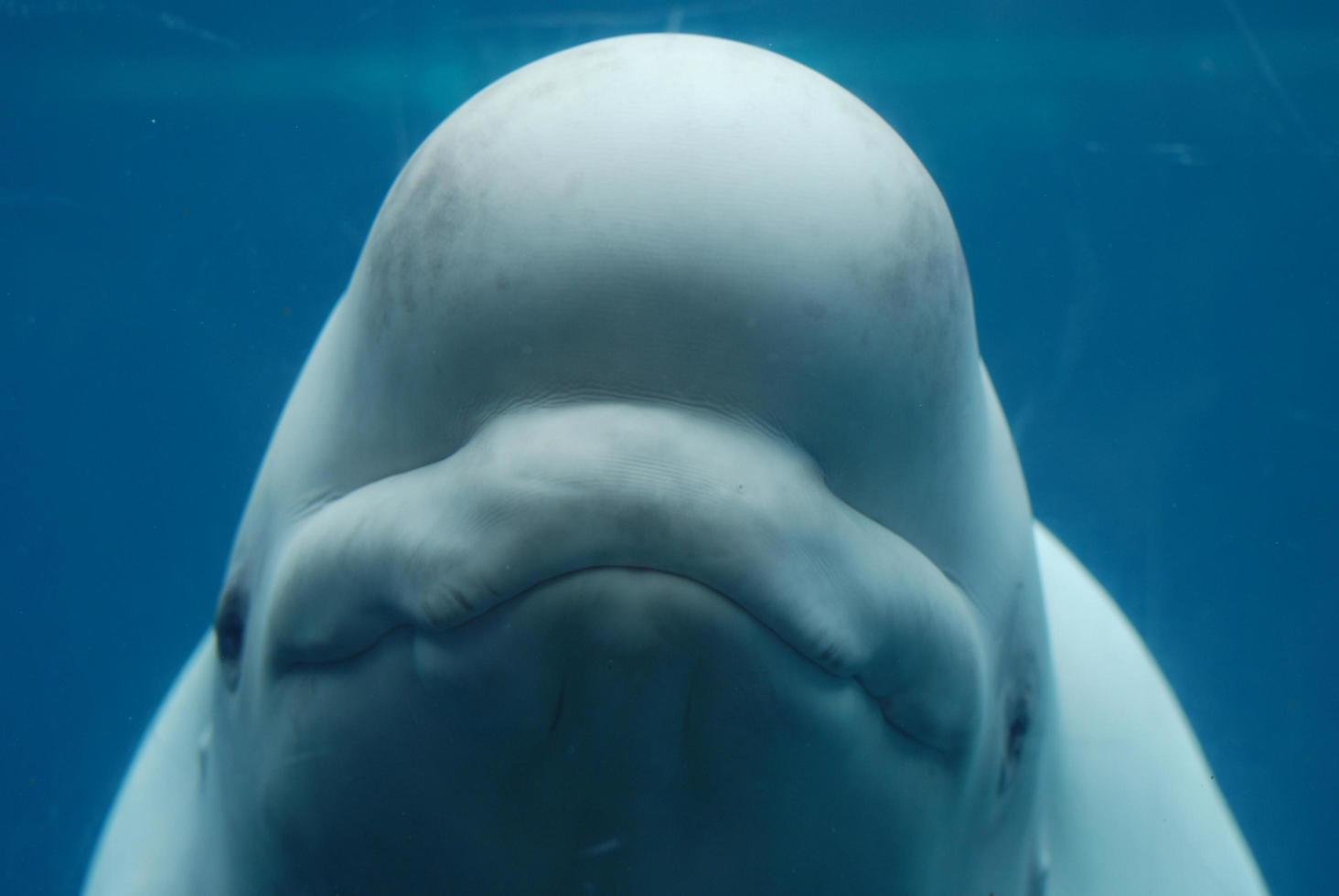 blij gezicht van een beluga-walvis onder water foto