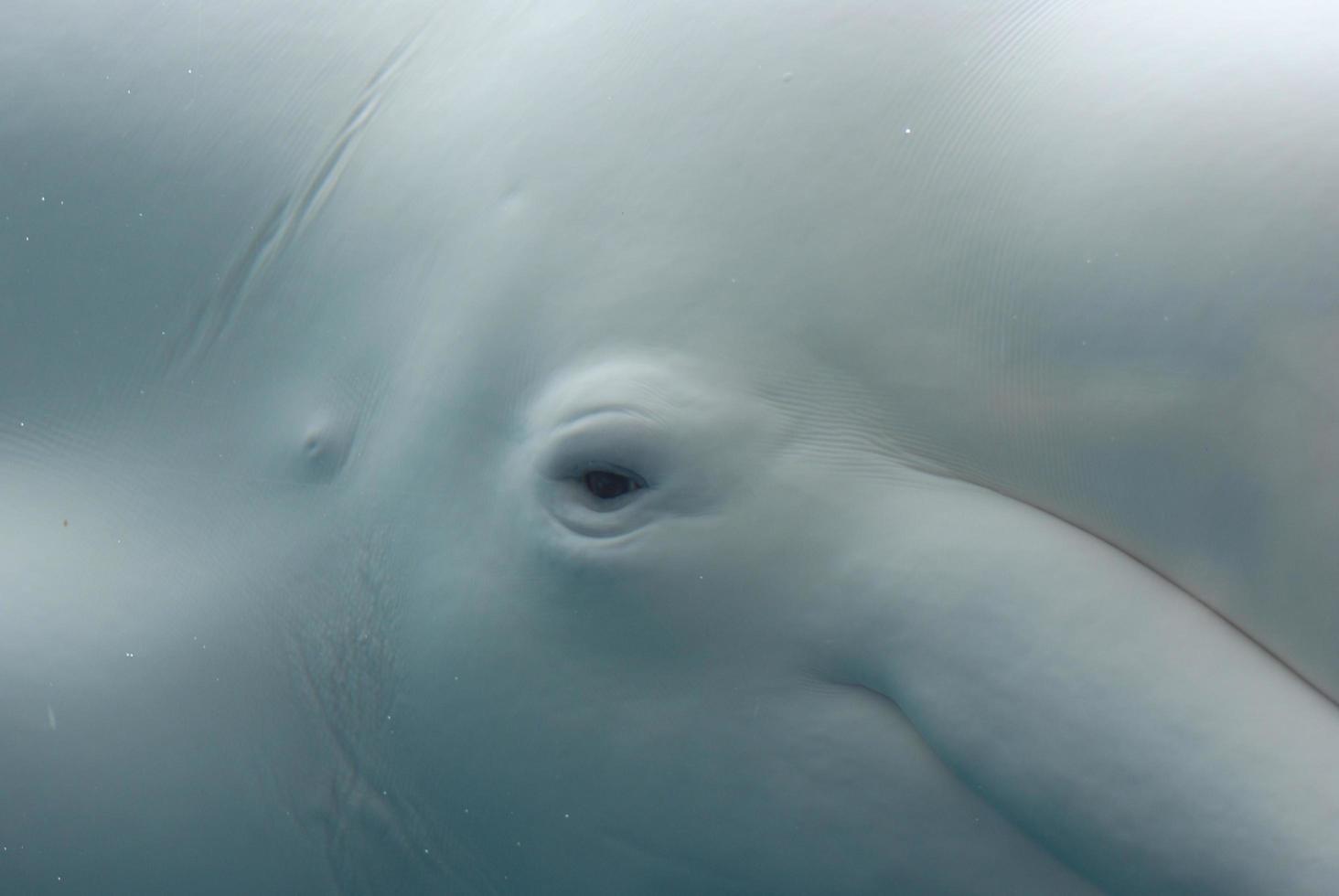 oog van een beloega walvis onder water foto