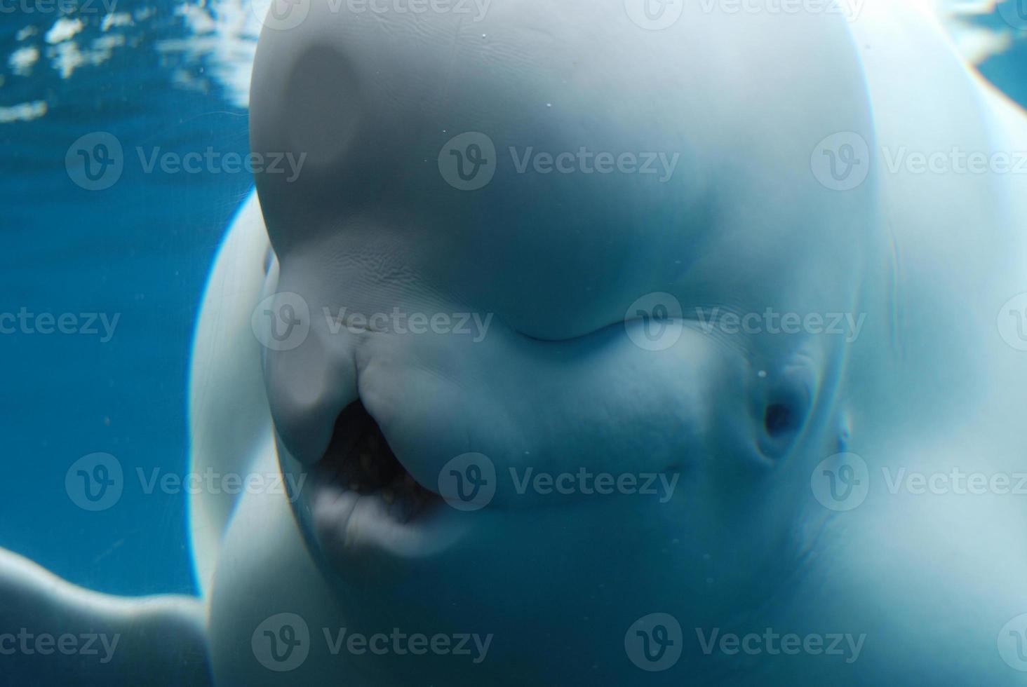 mond van een beluga walvis wijd open onder water foto