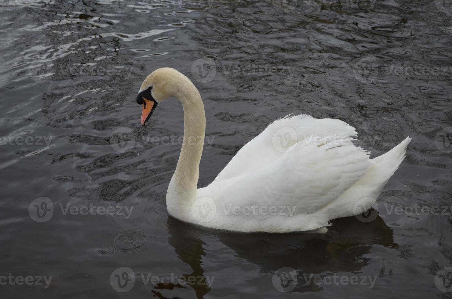 profiel van een witte zwaan die in een meer zwemt foto