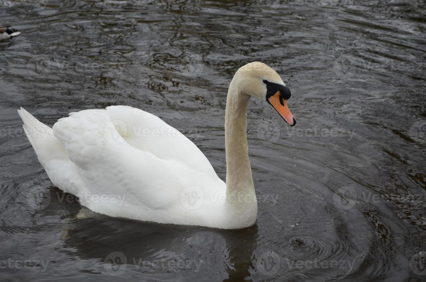 water druppelt uit de oranje snavel van een witte zwaan foto