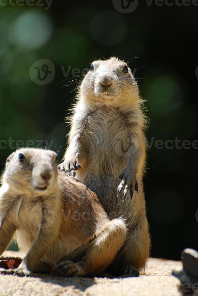 schattige prairiehond partners in crime foto