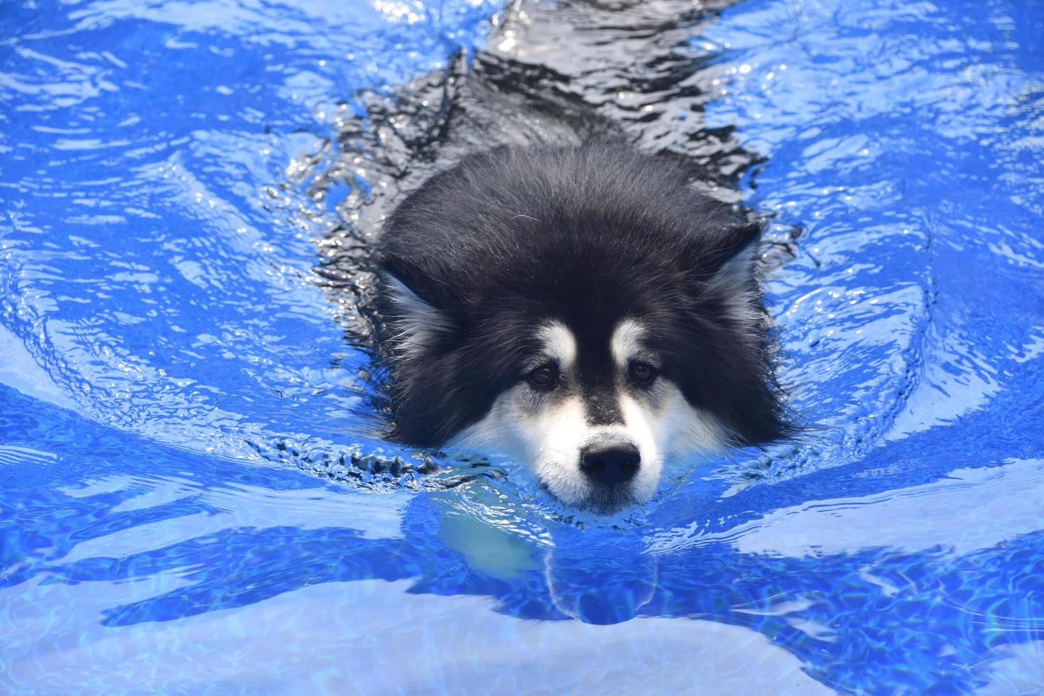 het gezicht van een zwemmende husky hond in een zwembad foto