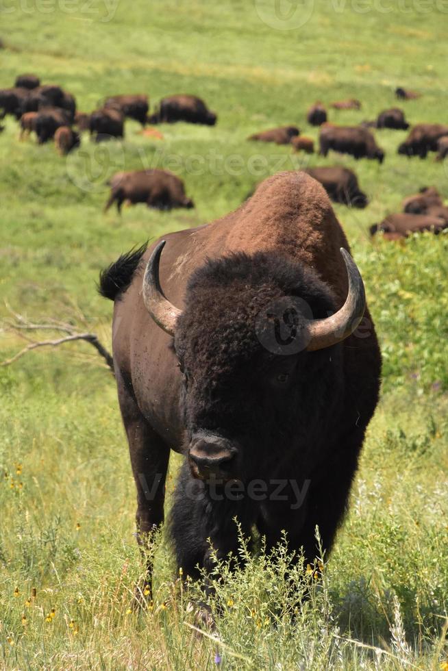 Amerikaanse buffelkudde in een groot veld foto