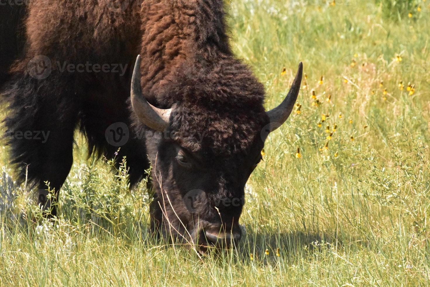 grazende buffels die gras eten in de zomer foto