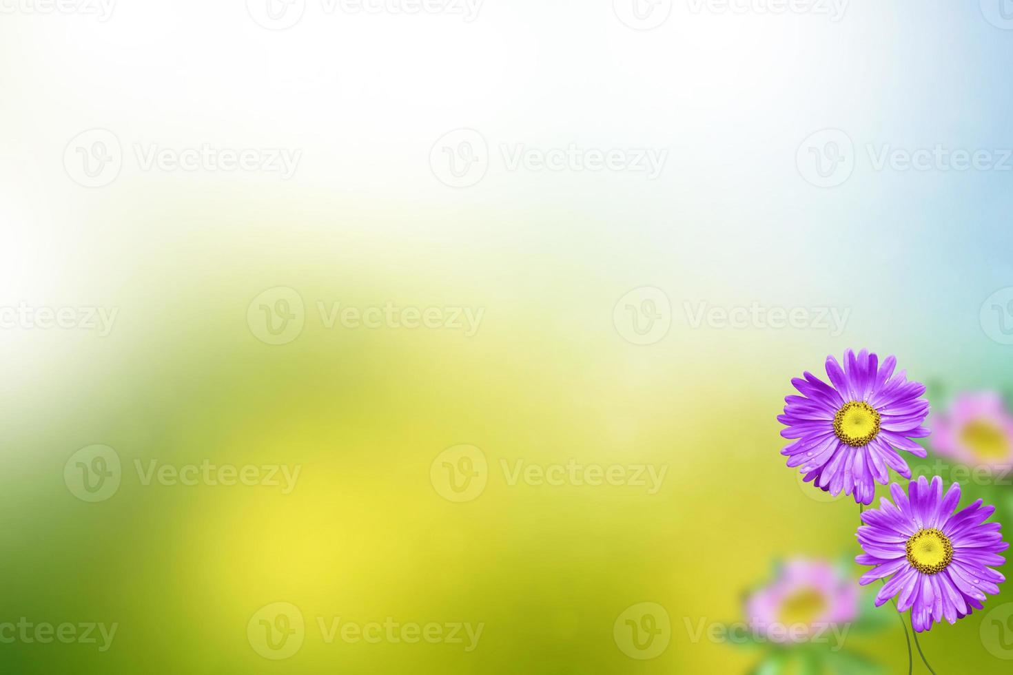 kleurrijke herfstbloemen van aster foto