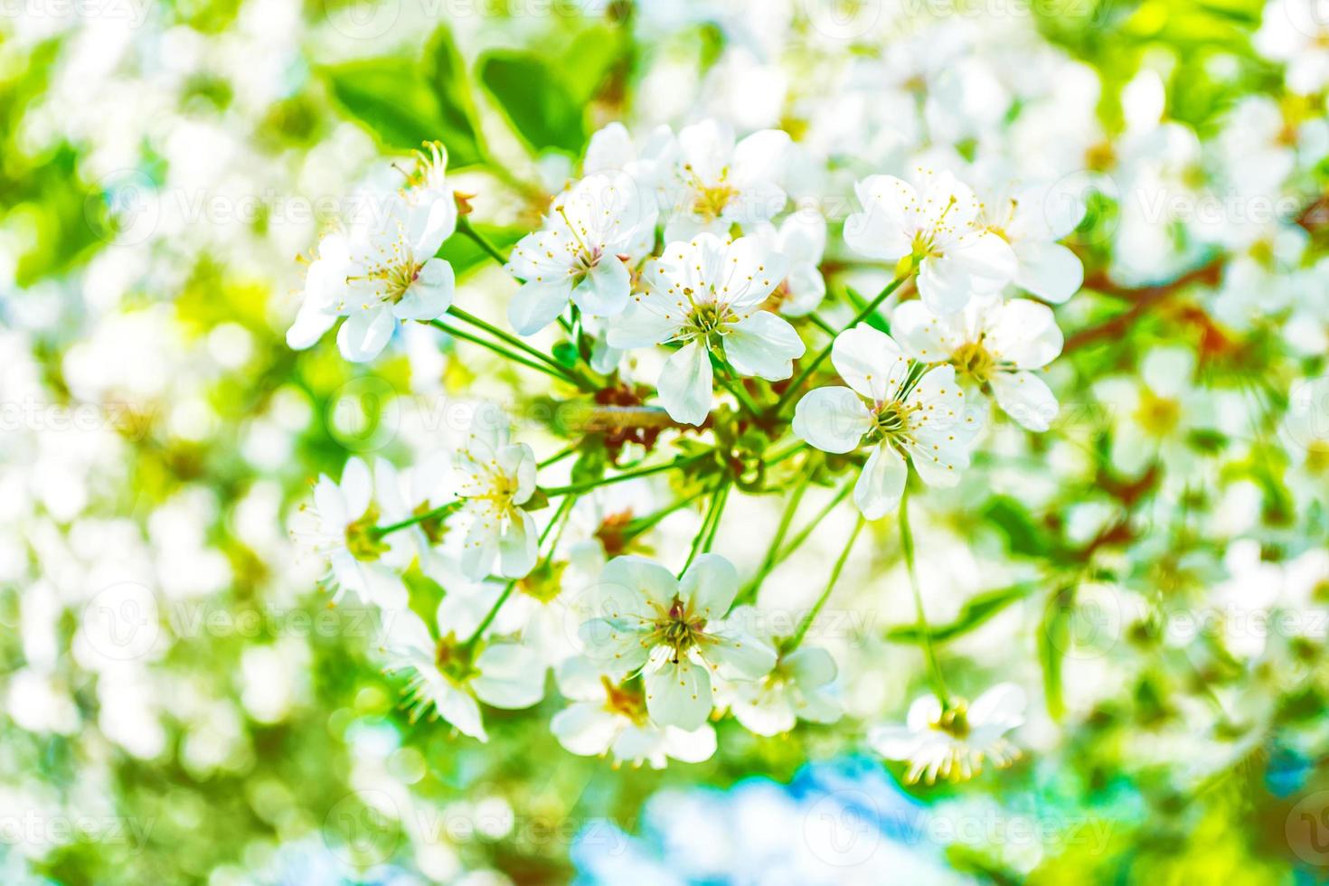 heldere kleurrijke lentebloemen foto