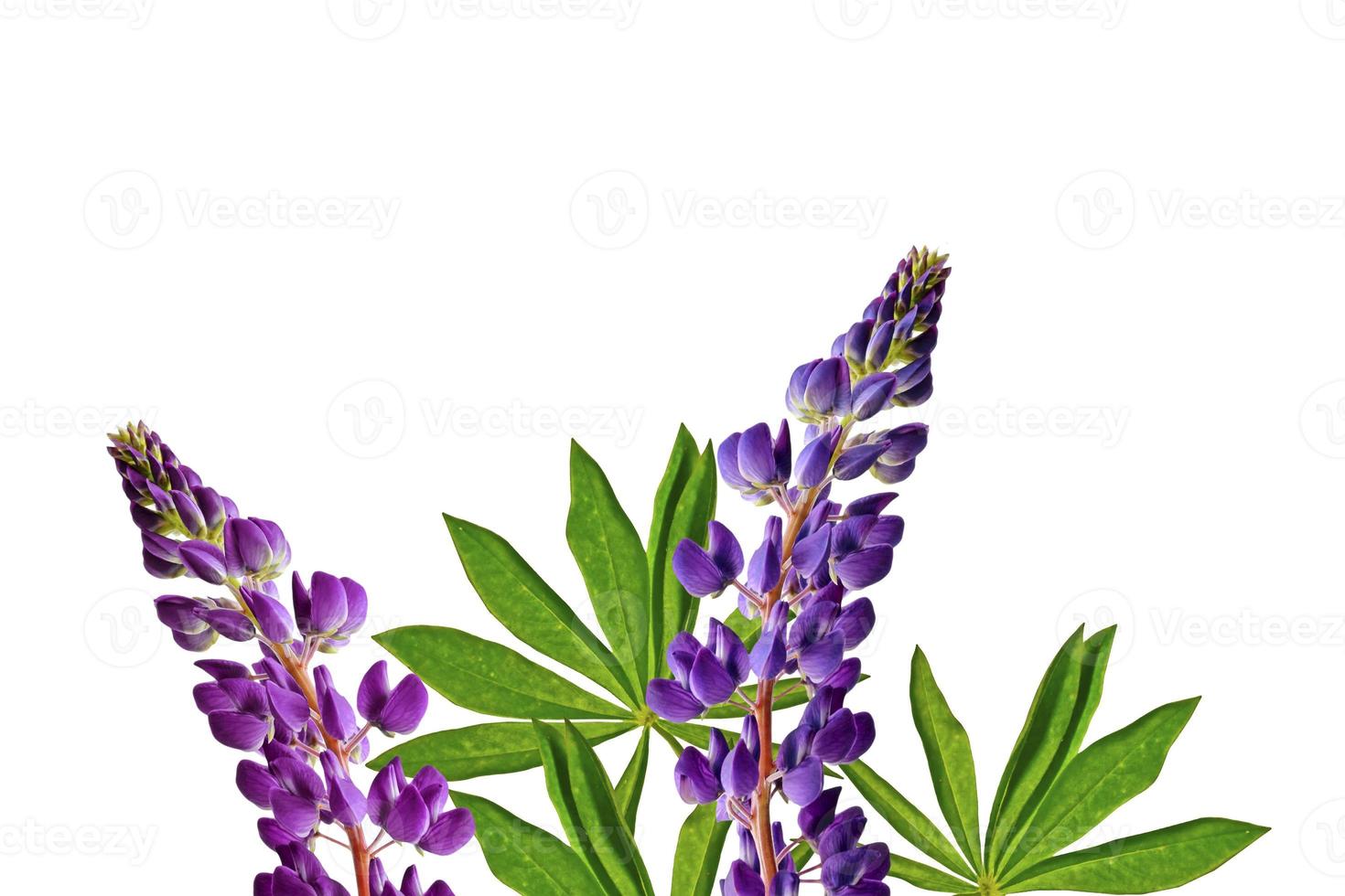 lupine mooie bloemen op een witte achtergrond foto