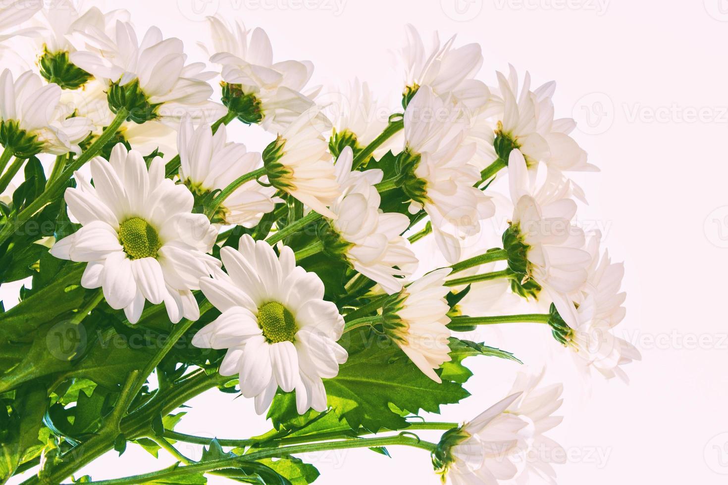 kleurrijke herfstbloemen van chrysanthemum foto