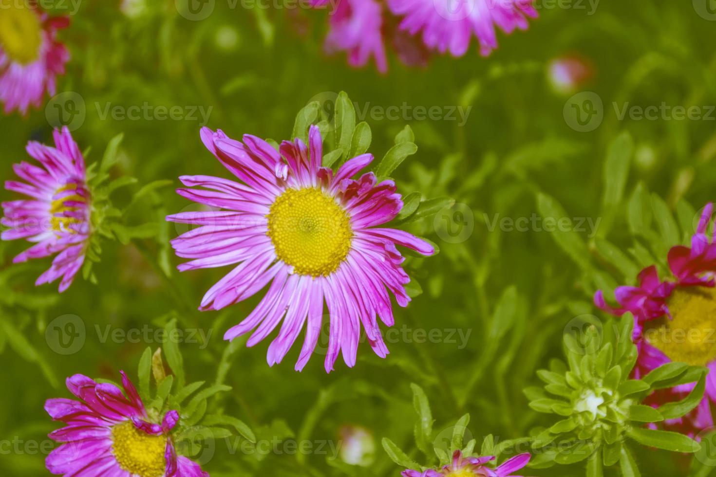 kleurrijke herfstbloemen van aster foto