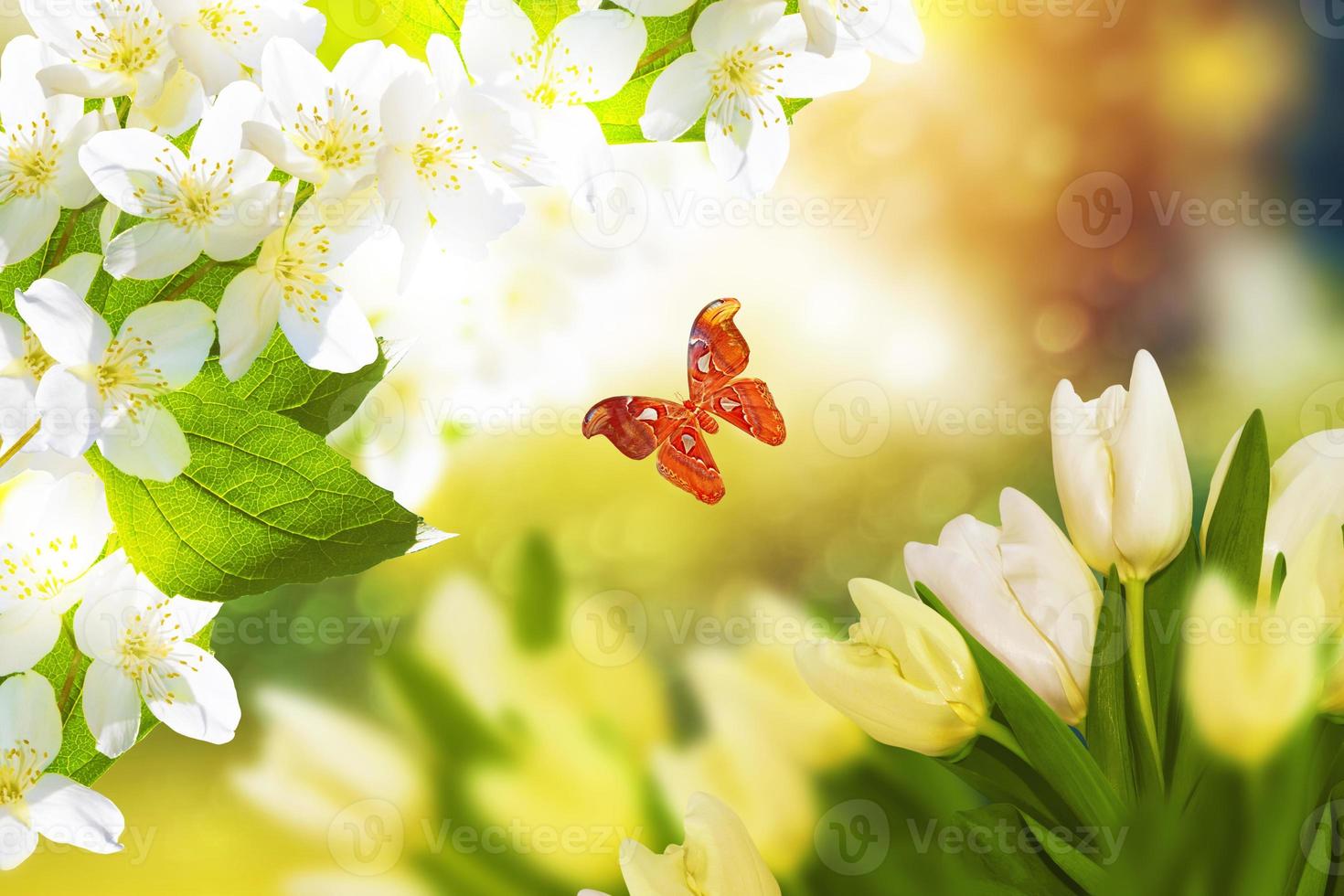 tulpen en vlinder. witte jasmijn. de tak delicate lentebloemen foto