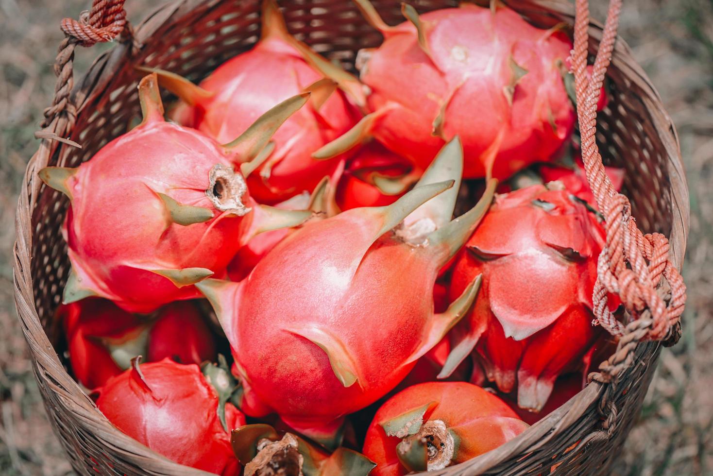 rijp drakenfruit op de mand oogst van drakenfruitboom landbouw boerderij te koop in de markt bij aziatische, pitahaya plantage drakenfruit in thailand in de zomer foto