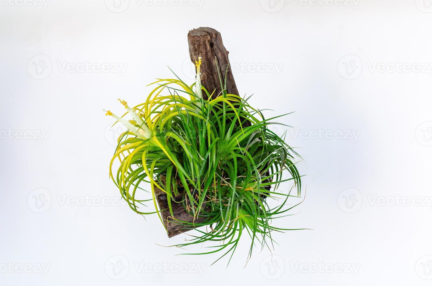 lucht plant tillandsia met witte en gele bloemen geïsoleerd op een witte achtergrond. foto