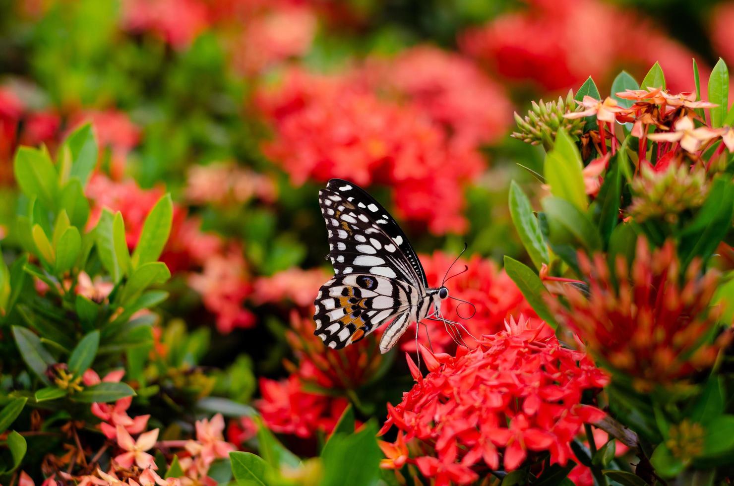 vlinder zuigt nectar van aarbloemen foto