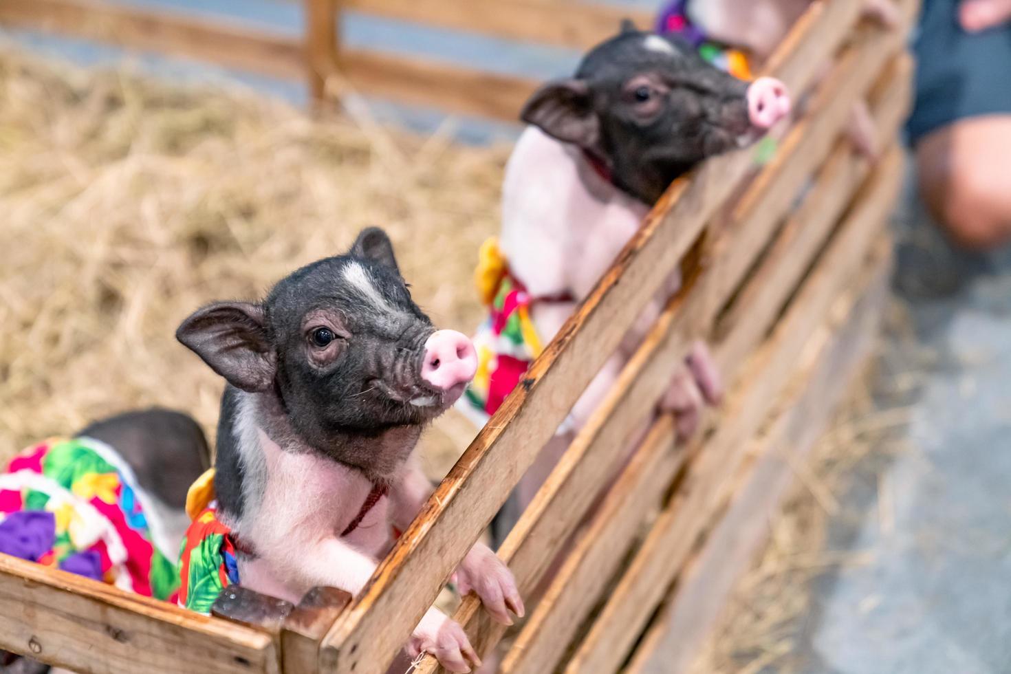 miniatuurvarkens op de boerderij foto