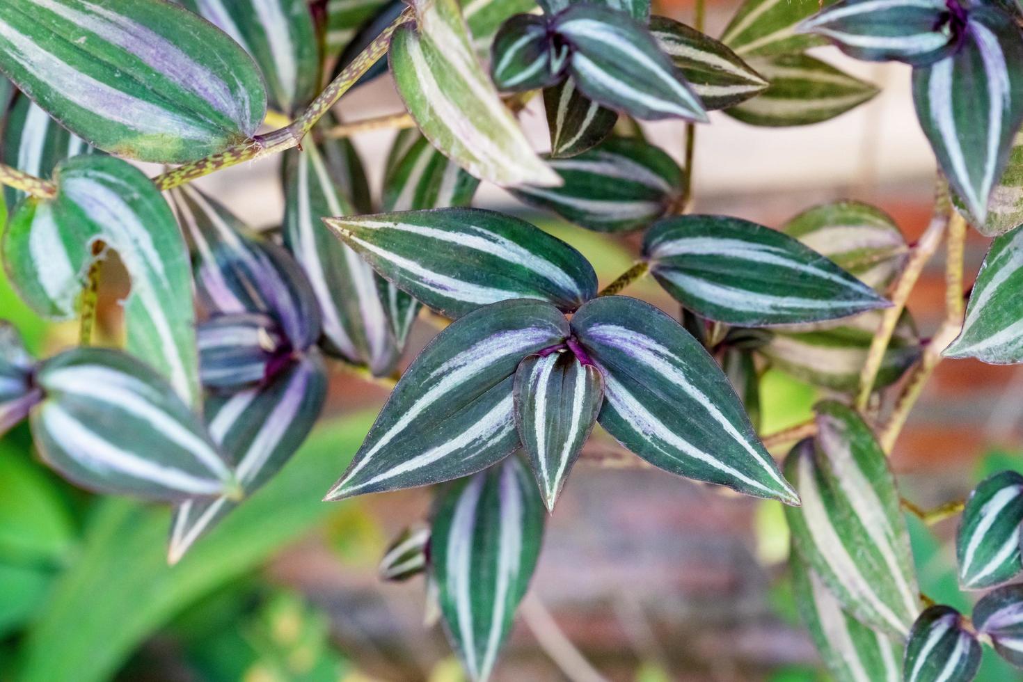 groene bladeren patroon, blad tradescantia zebrinahort of zebrina pendula of inch plant in de tuin foto