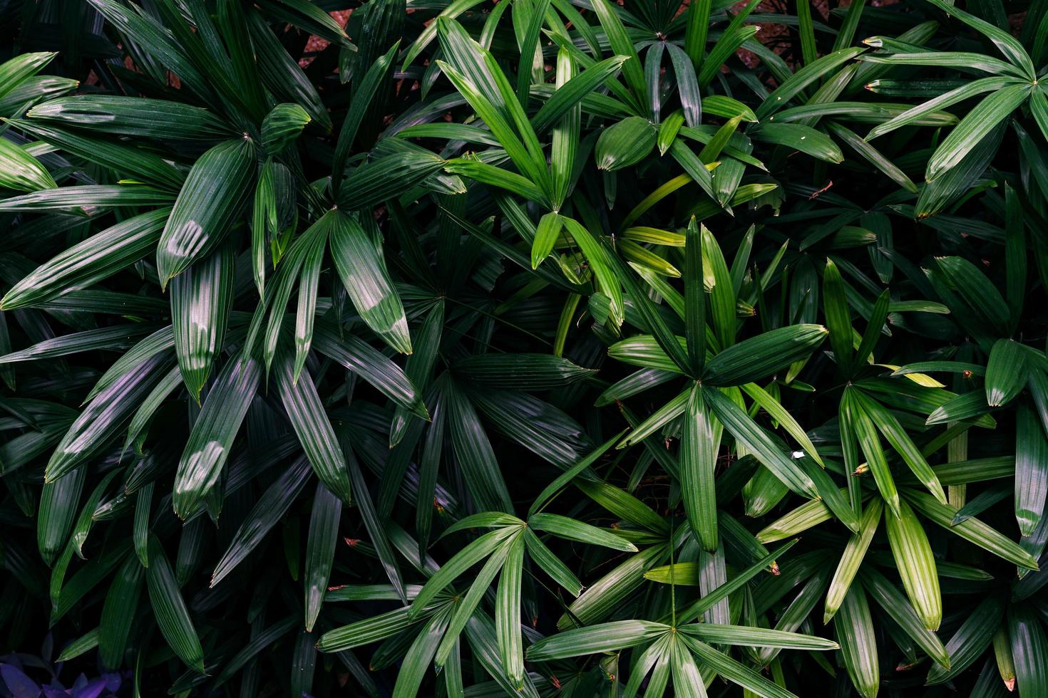 groene bladeren patroon, blad dame palmboom in het bos foto