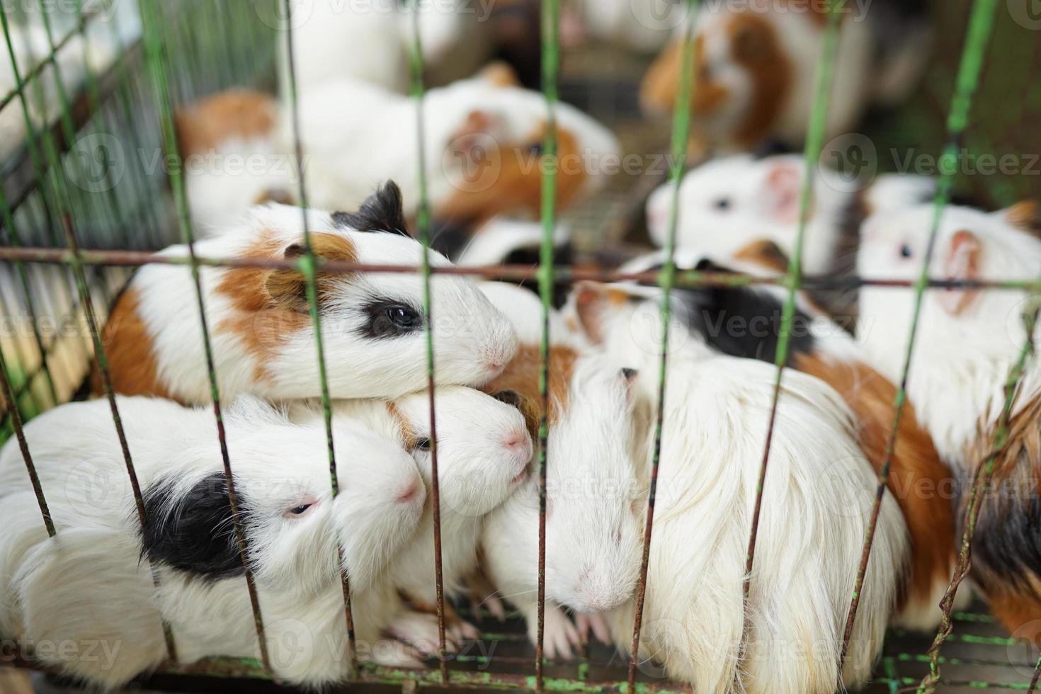 zoogdieren, een verzameling schattige gekleurde cavia's in een kooi foto