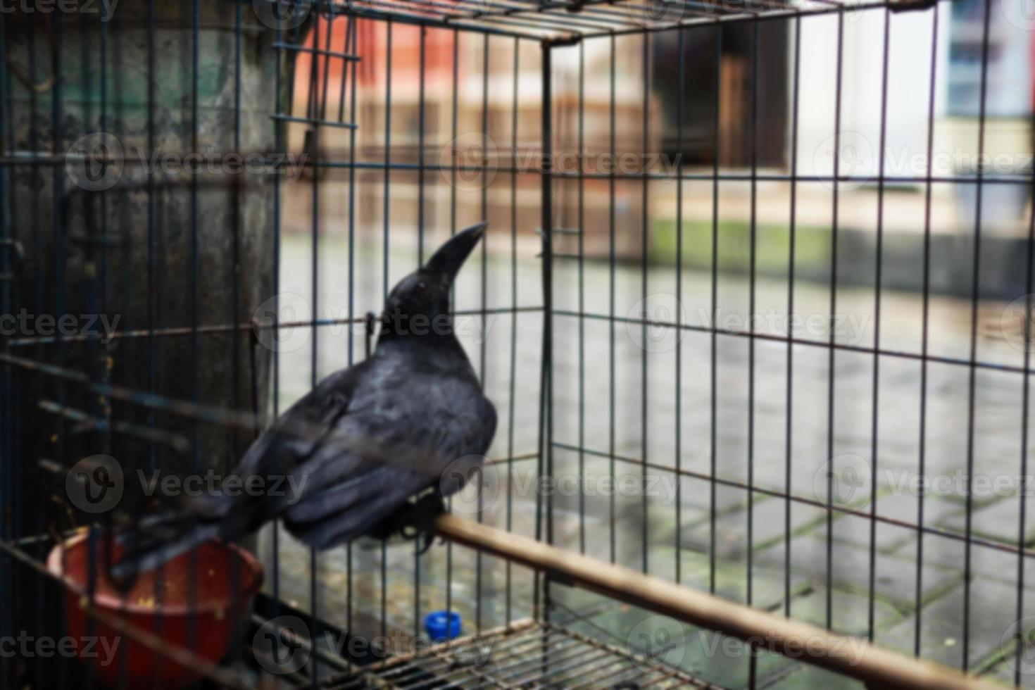 in een kooi te koop op de dierenmarkt foto