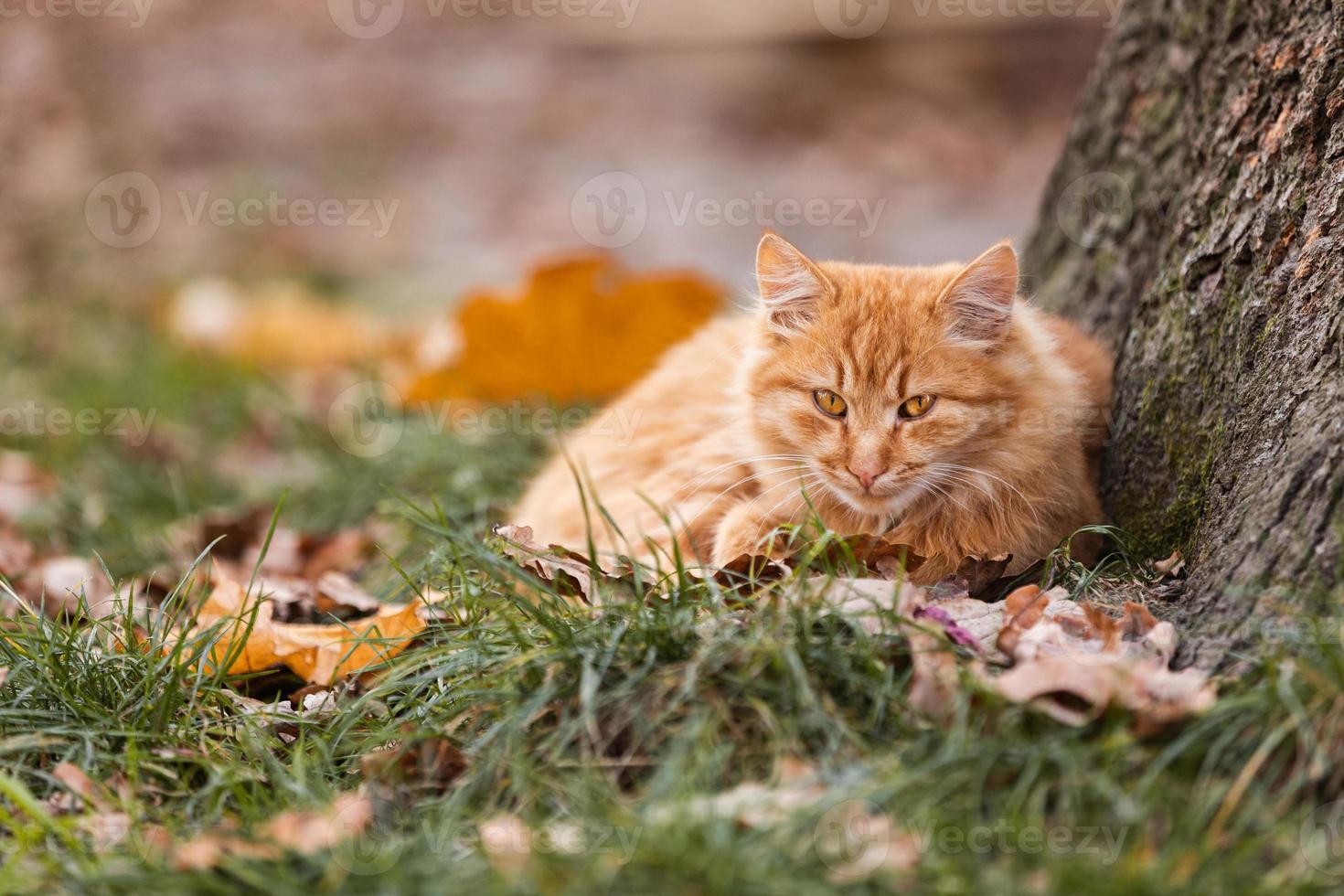 mooie rode kat met gele ogen die buiten rusten. herfstkat op het groene gras met gele bladeren foto