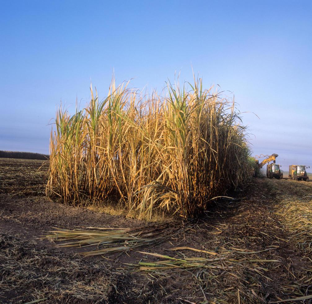 suikerriet oogsten in texas foto