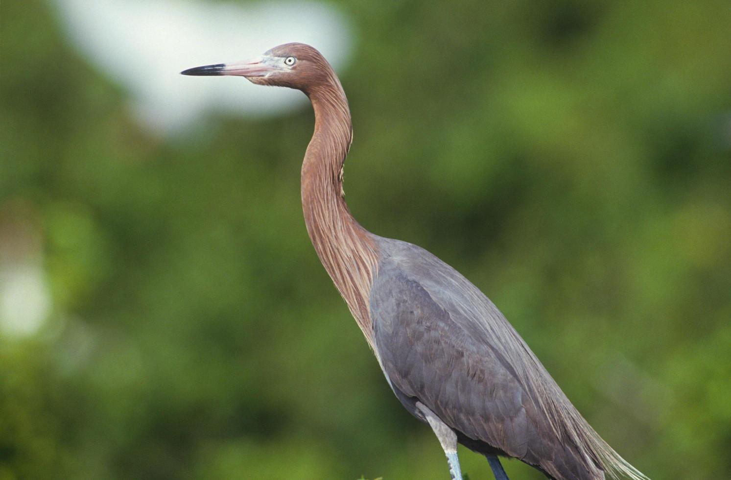 roodachtige zilverreiger laguna madre zuid texas foto