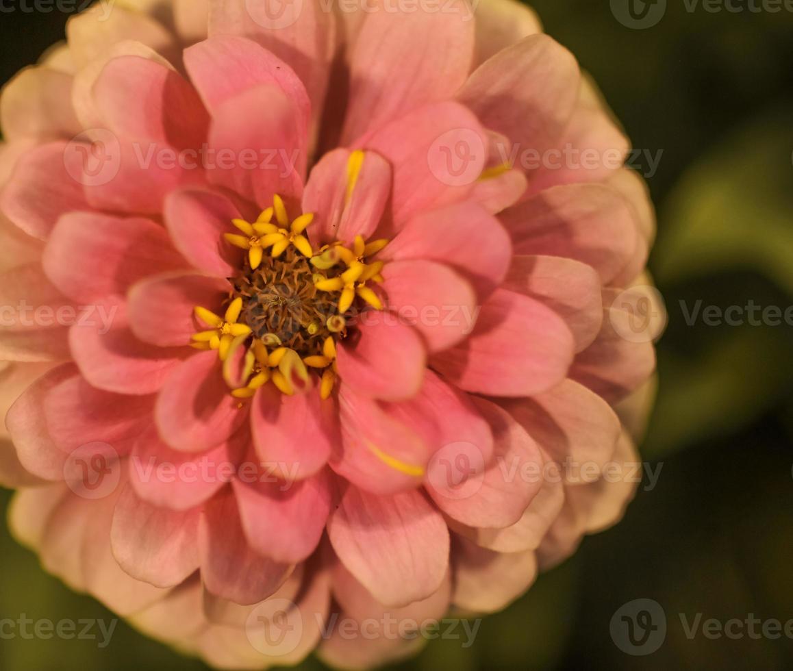 een oranje-roze gewone zinnia foto